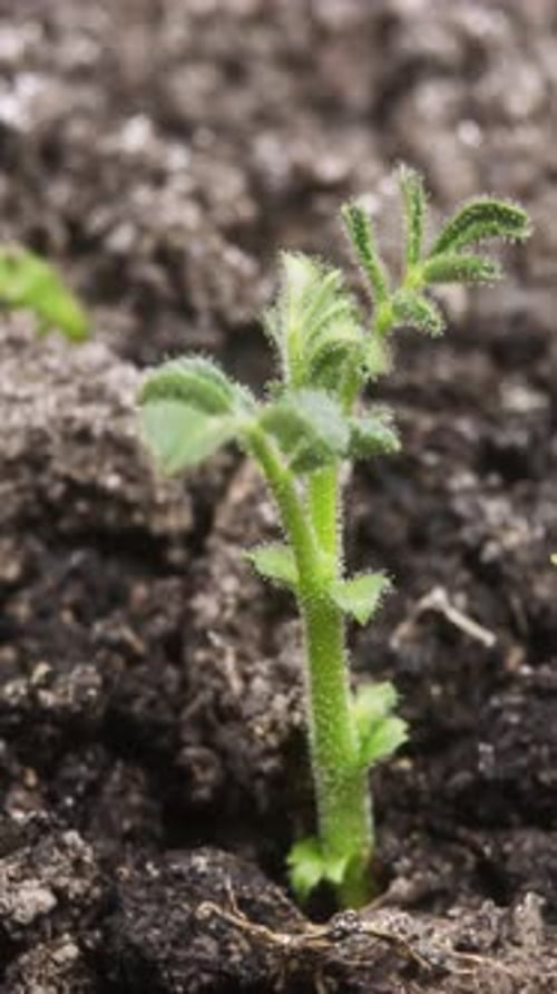 4K - Growing Plant Chickpeas
