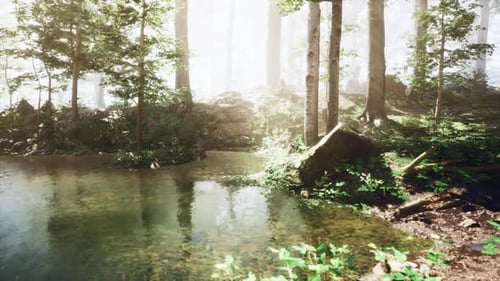 Stream Flowing Through Lush Green Forest