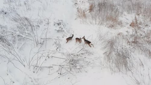 Three deer on a field covered in snow