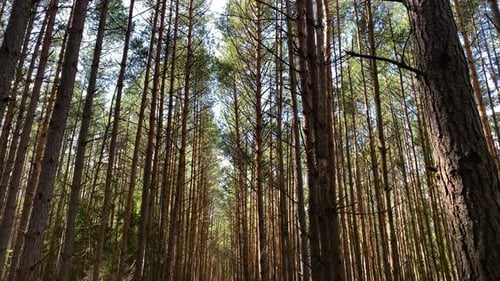 Autumn Forest Pine Trees. Pathway Road In Wilderness Through Sunny Day. - Tilt - Down Shot