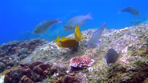 A Tranquil Underwater Scene Filled with Colorful Fish and Vibrant Coral Reef in a Diverse Marine