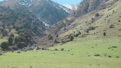 Scenic View of Mountain Meadow Cinematic Pan Shot of the Alpine Meadows Glaciers and Flowering
