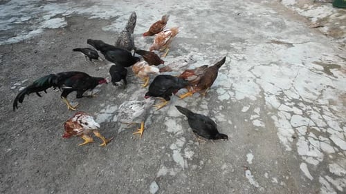 chickens eating together