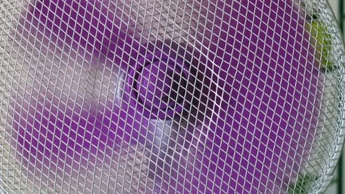 Oscillating home appliance electric fan rotating purple plastic blades circulating air in room close