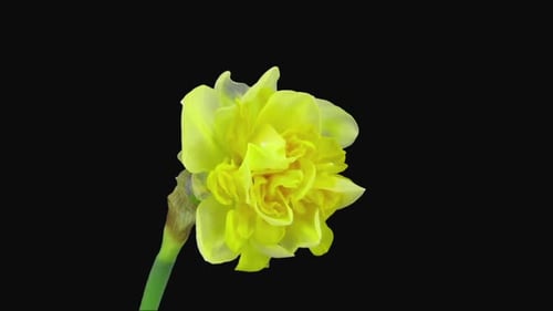 Chronochronisation de la croissance et de la mort de Narcisse Apotheose