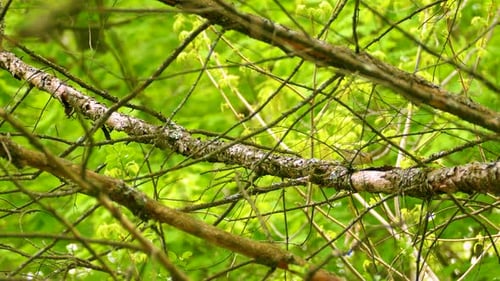 A Bay-Breasted Warbler.