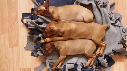 Three Mini Pinscher Puppies From One Brood Lie on a Dog Bed