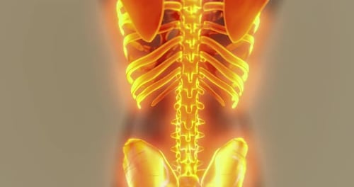 Detailed Illustration of the Human Skeleton and Its Anatomy Representation