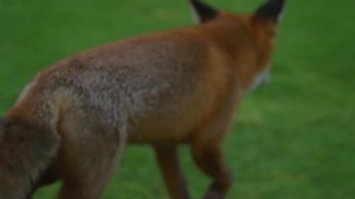 Red Fox sniffing the ground