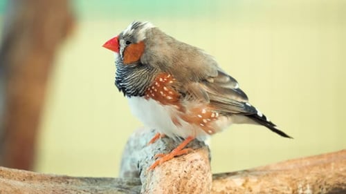 Side Portrait Of An Australian Zebra Finch Perching On Wood. Taeniopygia Castanotis In South Korea.