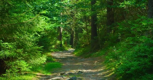 Country Dirt Road in Forest