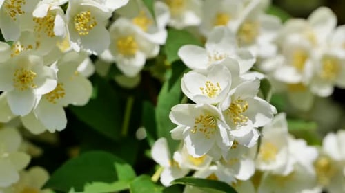 Close-up Footage of Beautiful White Flowers in Nature