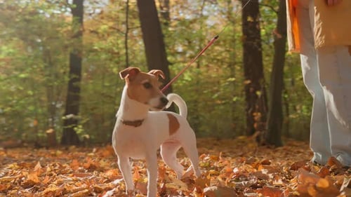Woman Walking with Dog in Autumn Park