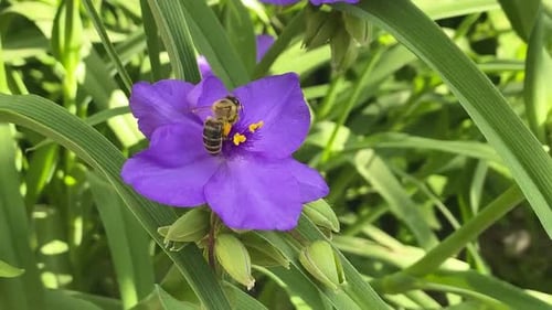 Close up of honey bee flying and collecting nectar pollen around garden flowers. Purple,violet, blue