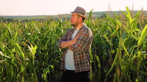 Farmer Standing in Corn Field on Sunny Day