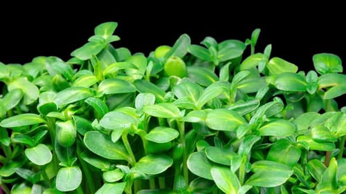 Vibrant Green Sprouts Growing Against a Black Background