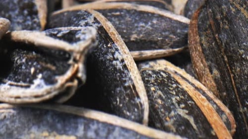 Pile of Roasted Sunflower Seeds in Close Up
