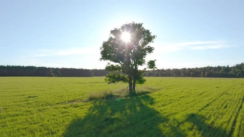 Flight near the lonely tree in a green summer field during sunset