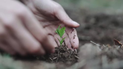 Hands Planting a Sprout in Rural Setting