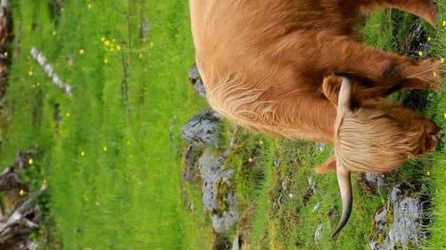Highland Cow Grazing on Grassy Hillside