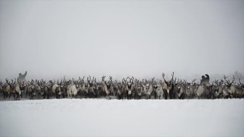 Large Reindeer Herd Moving in Snowy Winter Landscape