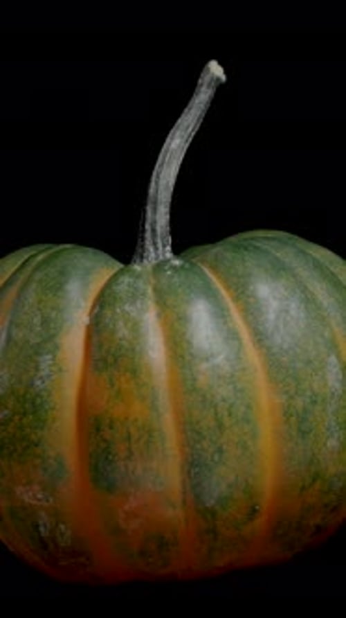 Vertical video. Mini Pumpkin in Green and Orange Tones, isolated, looped video.
