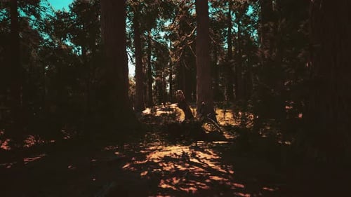 Classic View of Famous Giant Sequoia Trees