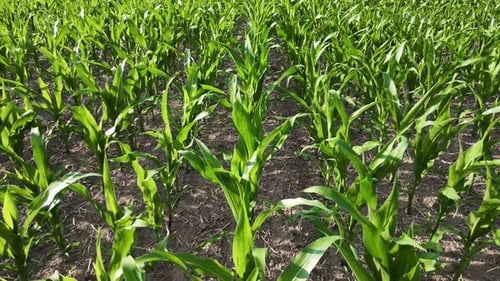 Growing Green Corn Field Aerial View Agribusiness Food Industry Maize Crops at Cornfield
