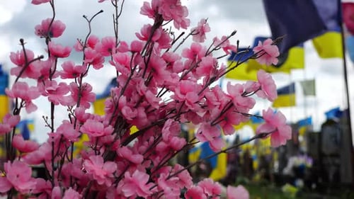 Close Up of Pink Sakura Flowers As Memorial Decoration in Ukrainian Military Cemetery At Blur