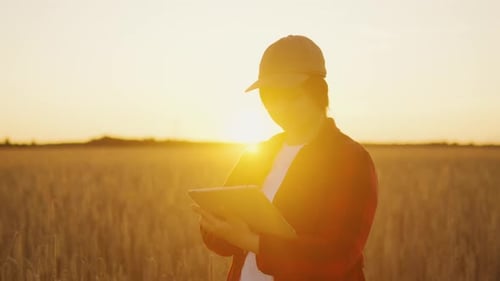A Farmer Working in the Field Holds a Tablet Analyzing the Harvest