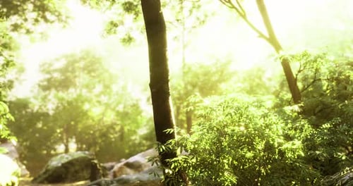 Sunlight Filtering Through Trees in a Serene Forest Setting