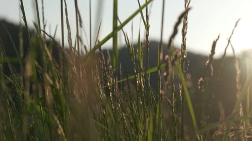 Pedestal motion high grass field during spring golden light, low angle through the grass, slow motio