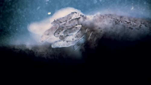 Tadpole external gills