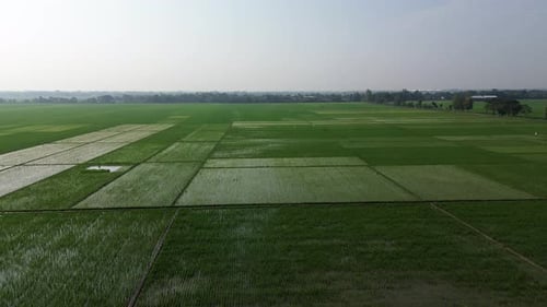 Aerial view of a green rice fields in Pemalang, Central Java, Indonesia