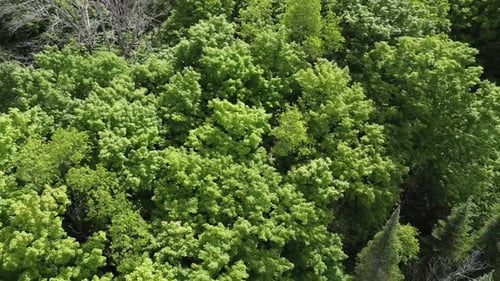 Top Down View Of Trees In A Green Forest