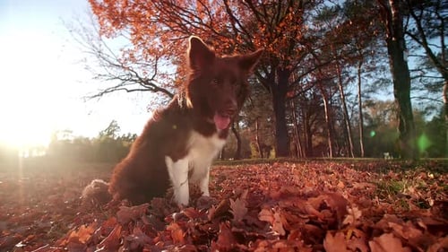 Charming Autumn in City Park with Beautiful Trees and Meadows
