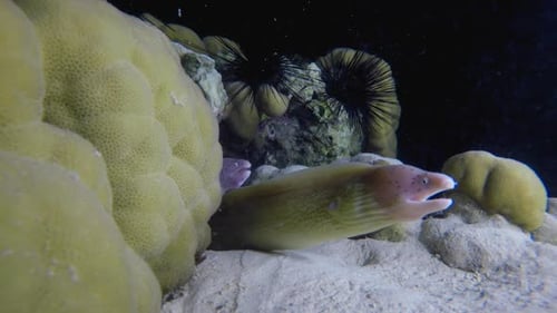 Underwater Moray Night Dive