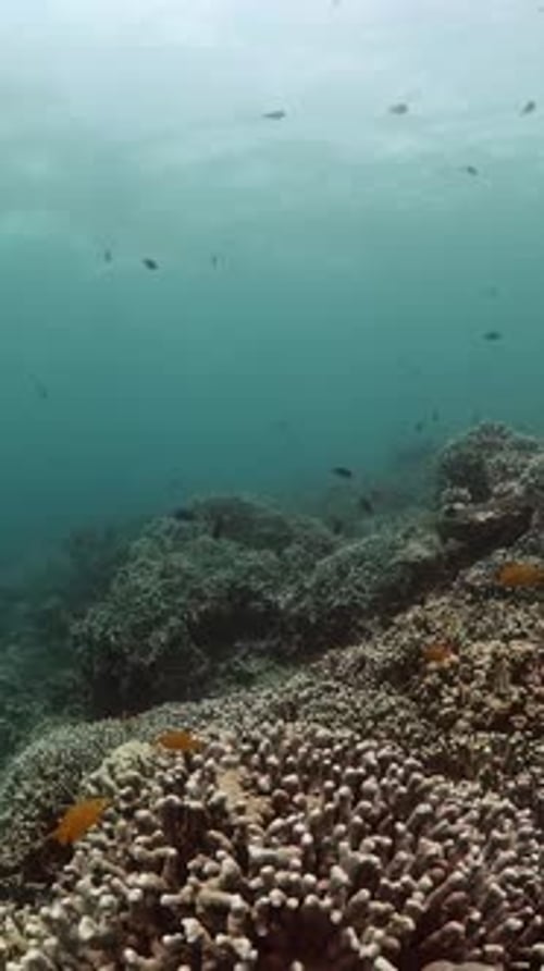 Colorful Fish Swimming around Vibrant Coral Reef