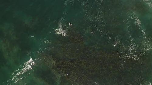Top down view of surfers in Pacific ocean surfing over coral reef and small waves crashing aerial