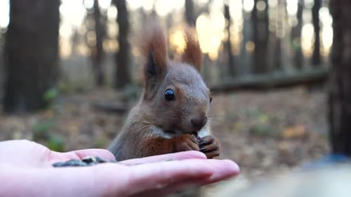 Wild Fluffy Squirrel Taking Nuts From Female Arm and Gnawing It at Park Cute Rodent Eating Food From