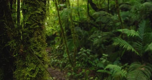 Moss covered tree trunk stands beside a blurry dirt trail leading into green jungle landscape