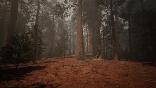 A Dense Forest with Towering Trees