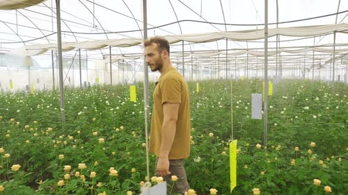 Man Walking Through a Rose Greenhouse