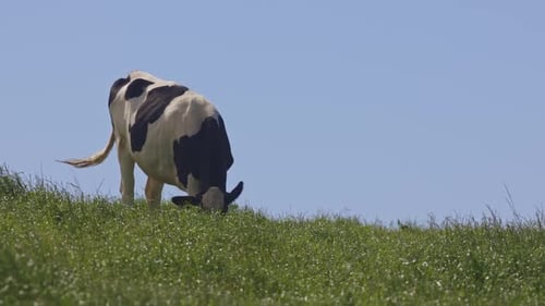 A Cow is Grazing on a Grassy Hill