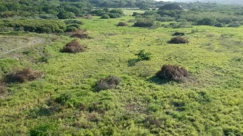 Drone moving over a grassy patch with an open field in the distance
