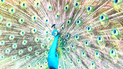 Brilliant Peacock Displaying its Stunning Plumage
