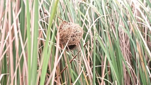 Bird Nest Hidden Among the Green and Brown Reeds