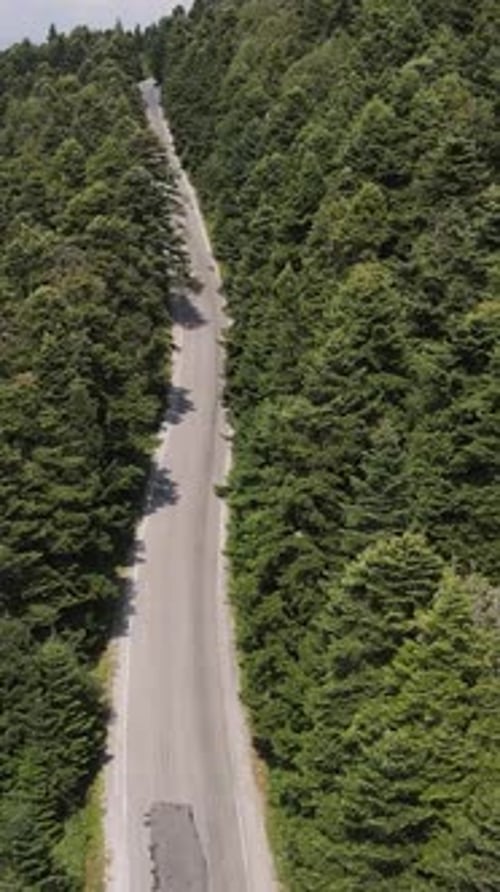Forest Asphalt Road