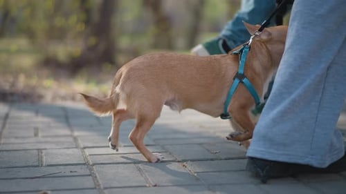 Dog Walks Sidewalk Small Dog Ambles Across Concrete Path Peacefully Pet and Owner Move Leisurely