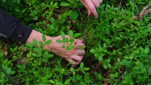 Closeup of Male Hands Picking Blueberries in the Forest with Green Leaves Man Harvested Berries